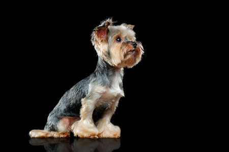 Yorkie dog in a black studio side view pictureの写真素材