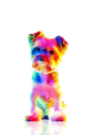 Yorkie illuminated with colorful lights isolated on whiteの写真素材