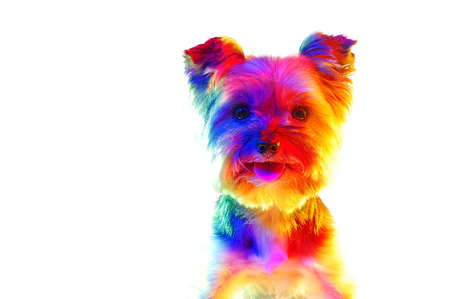 Closeup head portrait of yorkie illuminated with colorful lightsの写真素材