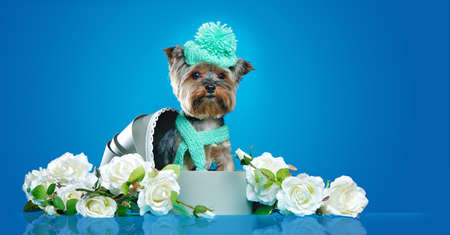 Yorkie wearing knitted hat and scarf sitting in a present box with flowersの写真素材