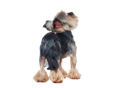 View from back of a standing in a white studio yorkie puppyの写真素材