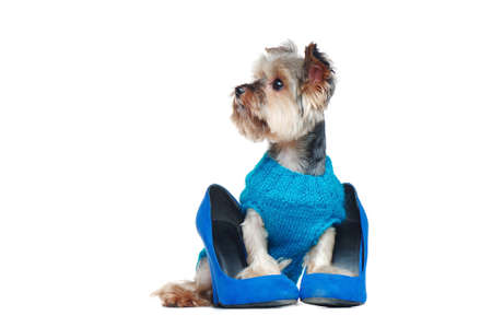 Dog in a sweater holding paws in shoes looking to the sideの写真素材