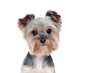 Head closeup portrait of a yorkshire terrierの写真素材