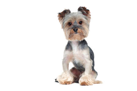 Front view full length portrait of a sitting yorkshire terrier puppyの写真素材
