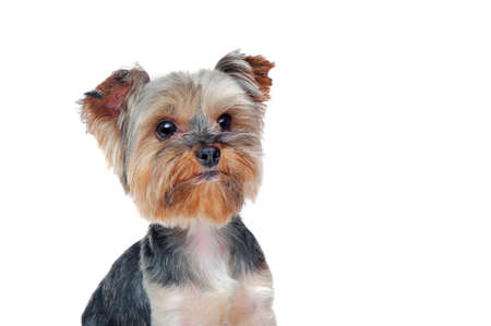 Closeup potrait of a yorkshire terrier dog looking up to the copy space area