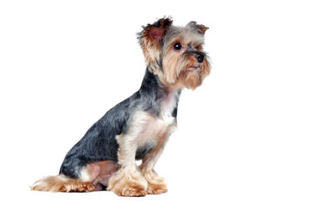 Side view picture of a sitting yorkie dog looking to the copy space areaの写真素材