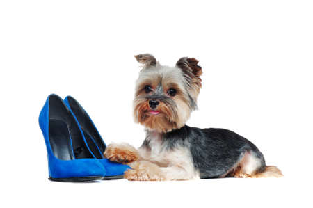 Pretty yorkie puppy laying next to blue high heels shoesの写真素材