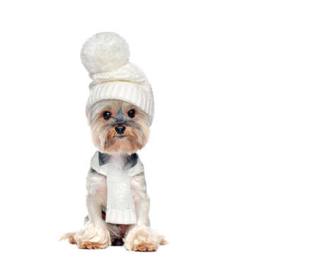 Full length picture of a sitting dog wearing white hat and scarfの写真素材