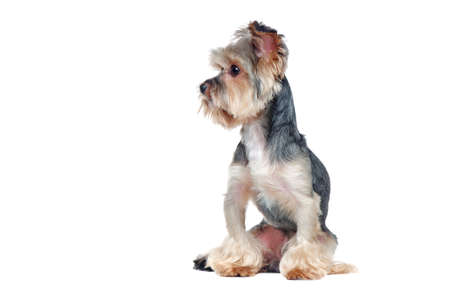 Pretty yorkshire terrier dog looking to the side in a white studioの写真素材