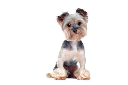 Pretty yorkie puppy isolated on white backgroundの写真素材