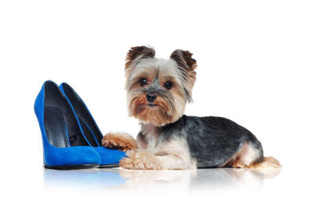 Side view picture of a yorkie dog laying on blue shoesの写真素材