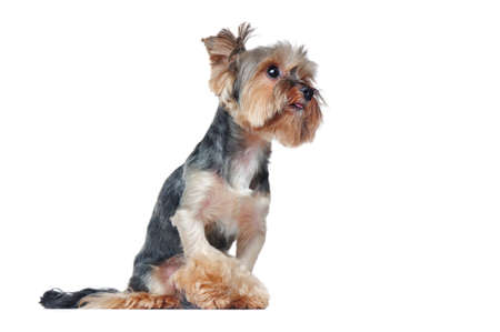 Begging yorkshire terrier looking to the copy space areaの写真素材