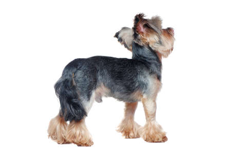Back view full length picture of a standing yorkshire terrier dogの写真素材