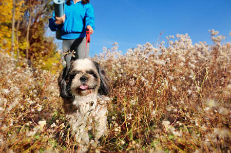 Close-up picture of a dog walking on the leash in the autumn parkの写真素材