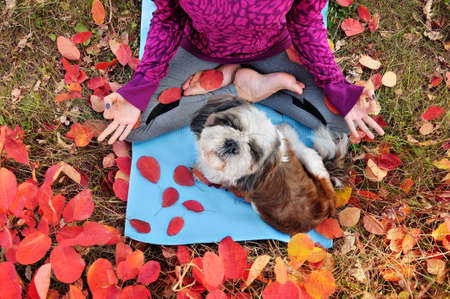 View from above of a shih tzu dog sitting on the yoga mattの写真素材