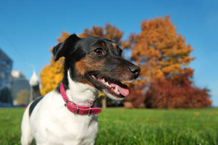 Head portrait of jack russel terrier at the autumn walkの写真素材