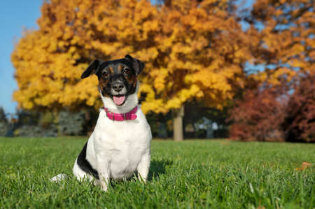 Happy jack russel terrier sitting at the autumn lawnの写真素材
