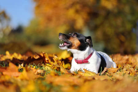 Close-up portrait of jack russel terrier laying in autumn foliageの写真素材