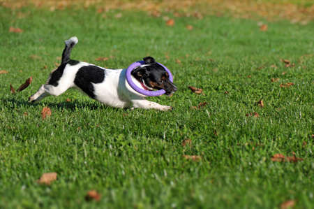Horizontal picture of a jack russel terriel running across the lawnの写真素材