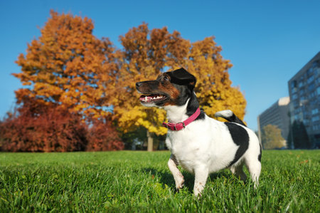 Jack russel walking at the autumn lawn in the cityの写真素材