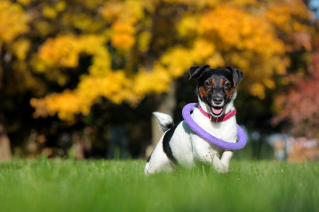 Happy jack russel terrier with a ring toy on the neckの写真素材