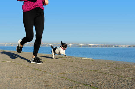 Woman jogging along the river with her jack russel terrierの写真素材