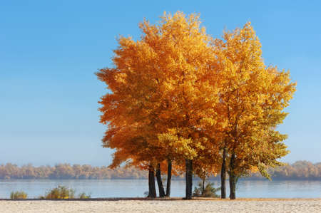 Autumn trees at the river beach at the sunny dayの写真素材