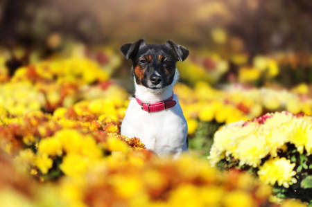Pretty jack russel terrier sitting in a flower bedの写真素材