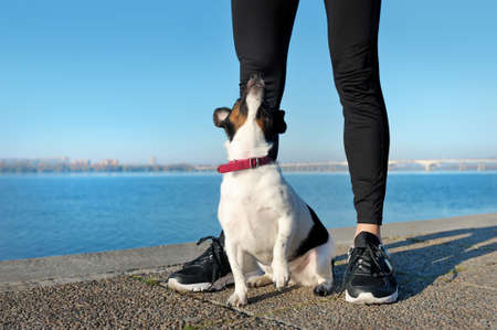 Puppy sitting next to jogger legs looking upの写真素材