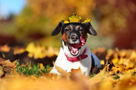 Close-up portrait of jack russel terrier with autumn leaf on headの写真素材