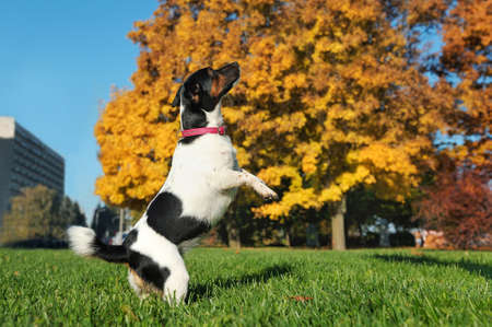 Side view of jack russel terrier standing on hind legsの写真素材