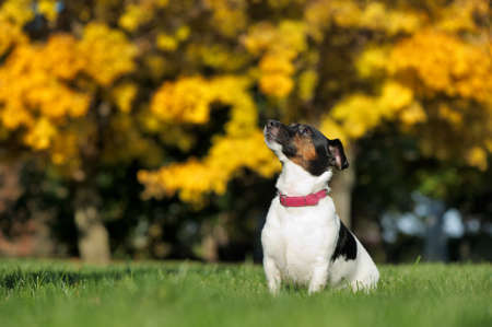 Sitting jack russel looking up against autumn backgroundの写真素材