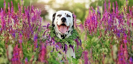 Dalmatian dog with floral wreath in volet wild flowersの写真素材