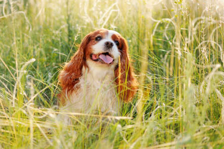 Pretty spaniel walking in the wild meadowの写真素材