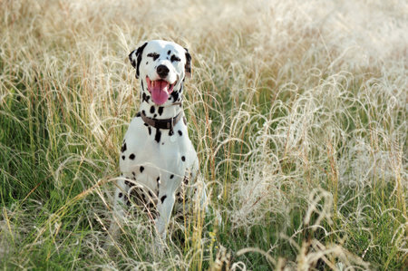 Natural light portrait of a dalmatian dog in the fieldの写真素材