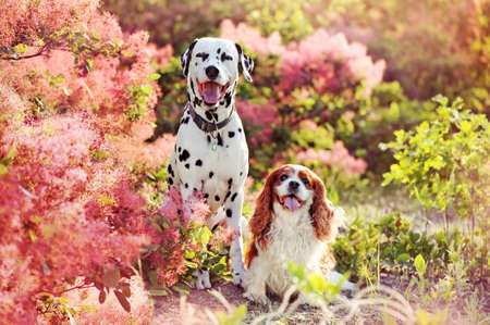 Two happy dog friends in the blooming parkの写真素材
