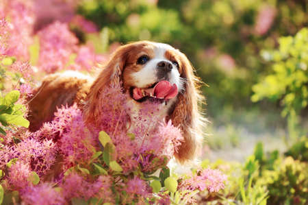 Pretty spaniel in the pink blooming bushの写真素材