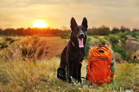 Black shepherd dog with a backpack sitting against sundownの写真素材