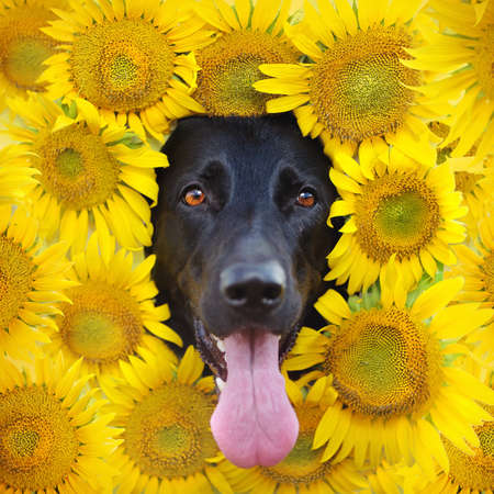 Close-up portrait of a black shepherd in the frame of sunflowersの写真素材