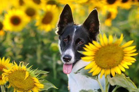 Close-up portrait of a border collie dog at the sunflower farmの写真素材