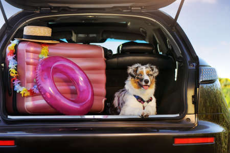 Australian shepherd puppy sitting in the trunk with baggage for the tripの写真素材