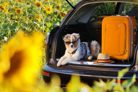 Australian shepherd puppy laying in the car trunk with baggageの写真素材