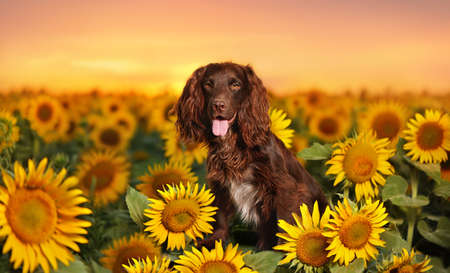 Worker spaniel at the sunflowers field against sundown lightの写真素材