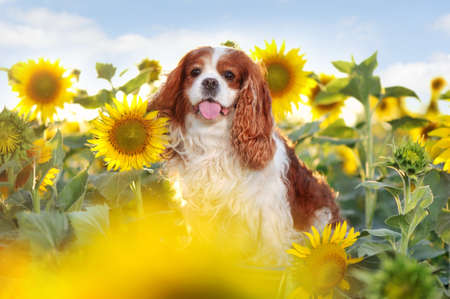 Pretty king charles spaniel at the sunflower fieldの写真素材