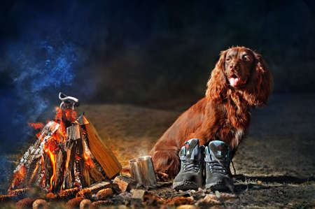 Spaniel dog at the camping fire in the nightの写真素材