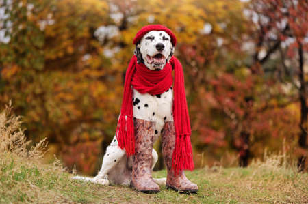 Dalmatian dog in rubber boots wearing red hat and scarfの写真素材