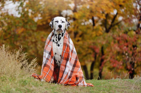 Sitting dalmatian dog covered with orange plaidの写真素材
