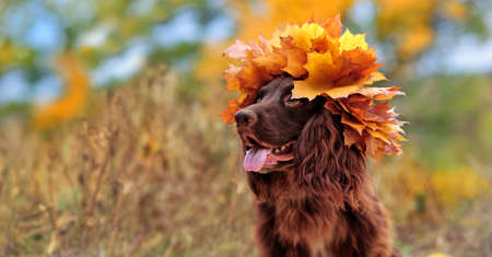 Wide picture with spaniel in autumn leaf head decorationの写真素材