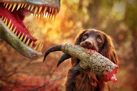 Spaniel holding dinosaur paw in teethの写真素材