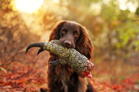 Little spaniel dog at the hunt with dinosaur pawの写真素材